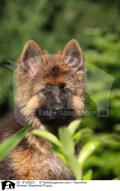 German Shepherd Puppy / IF-05623
