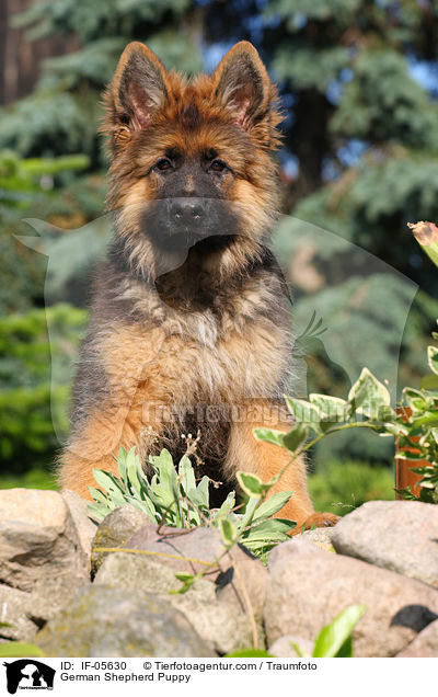 German Shepherd Puppy / IF-05630