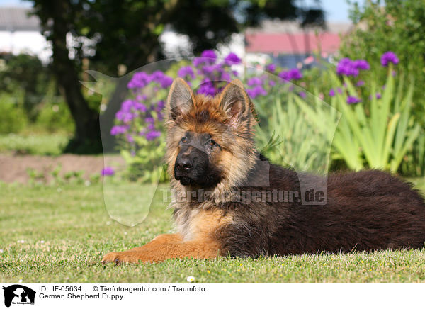 German Shepherd Puppy / IF-05634