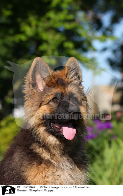 German Shepherd Puppy / IF-05642