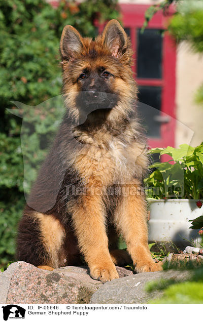 German Shepherd Puppy / IF-05646