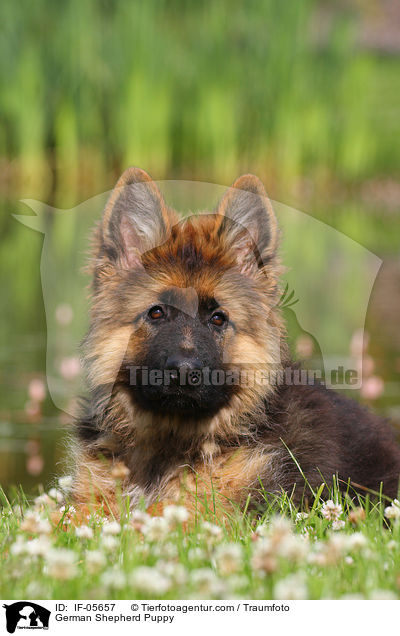 German Shepherd Puppy / IF-05657