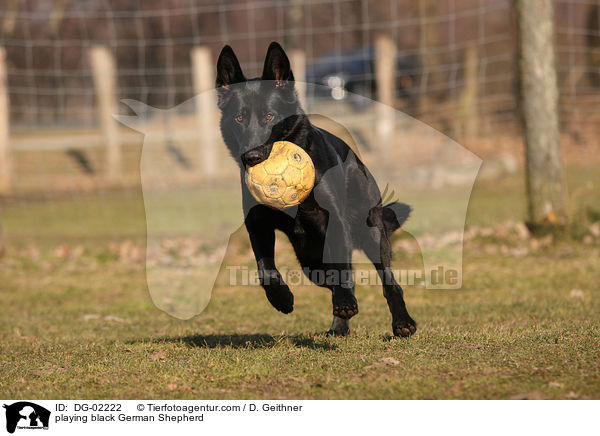 playing black German Shepherd / DG-02222