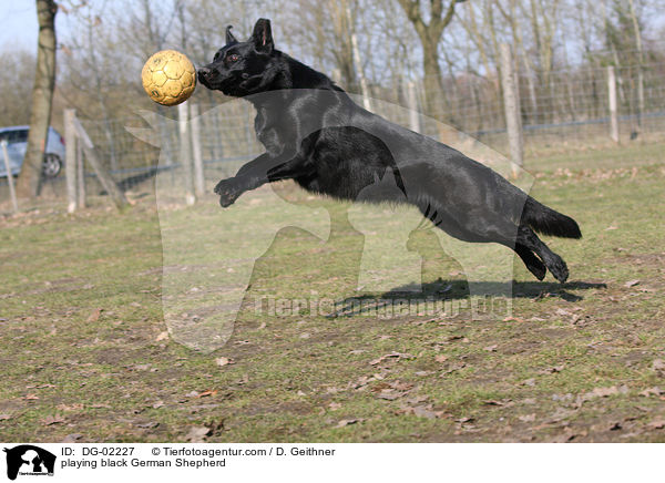 playing black German Shepherd / DG-02227