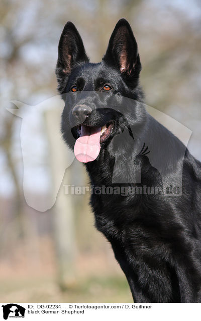 black German Shepherd / DG-02234