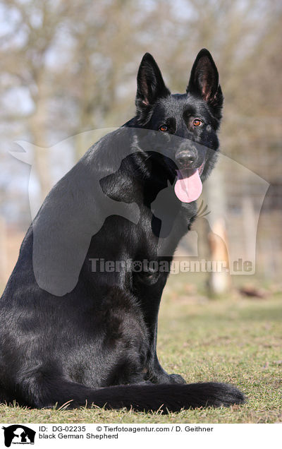 black German Shepherd / DG-02235
