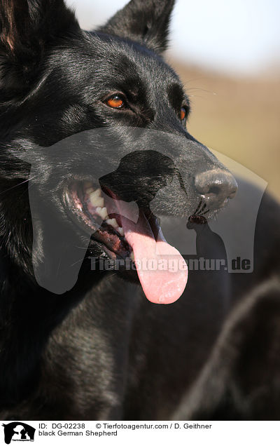 black German Shepherd / DG-02238