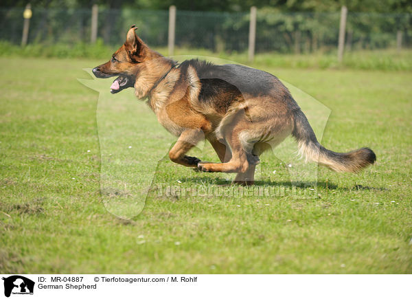 German Shepherd / MR-04887