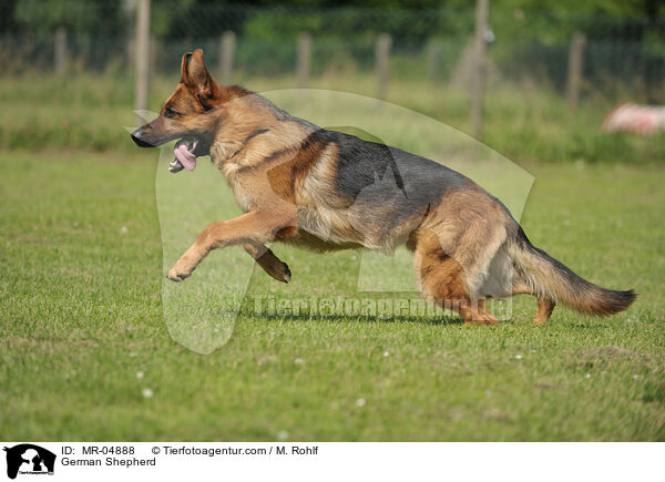 German Shepherd / MR-04888