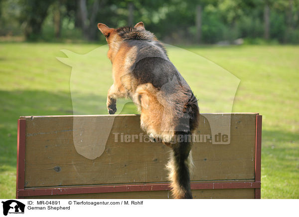 German Shepherd / MR-04891