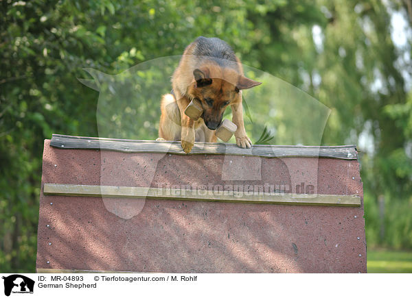 German Shepherd / MR-04893