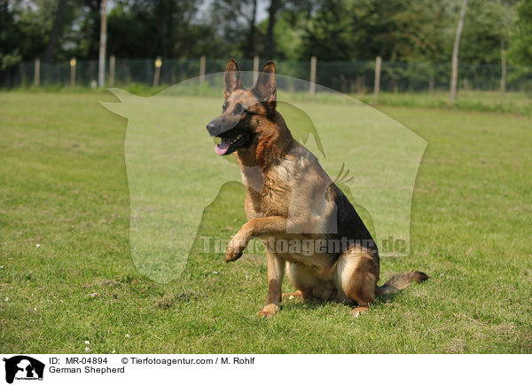German Shepherd / MR-04894
