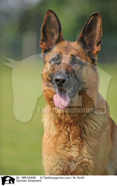 German Shepherd / MR-04898