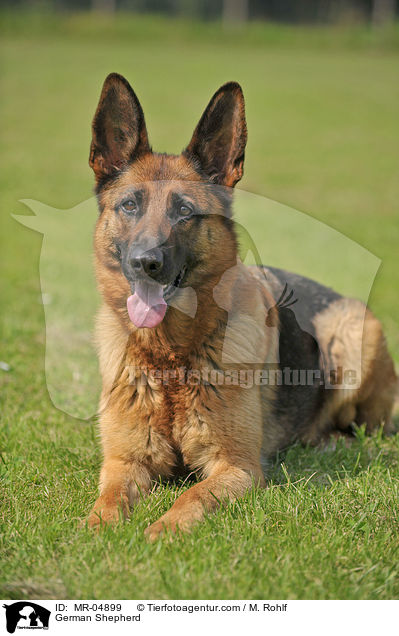 German Shepherd / MR-04899