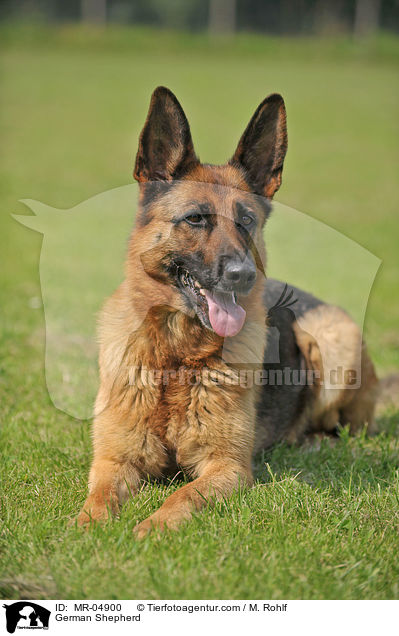 German Shepherd / MR-04900