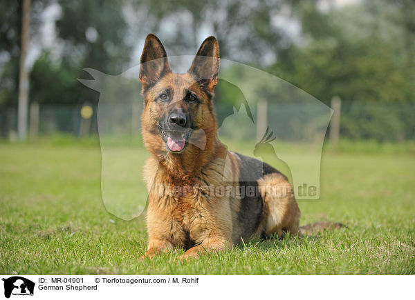 German Shepherd / MR-04901