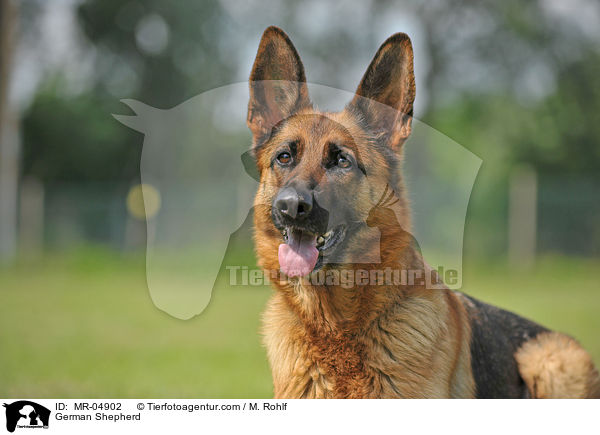 German Shepherd / MR-04902