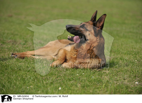 German Shepherd / MR-04904