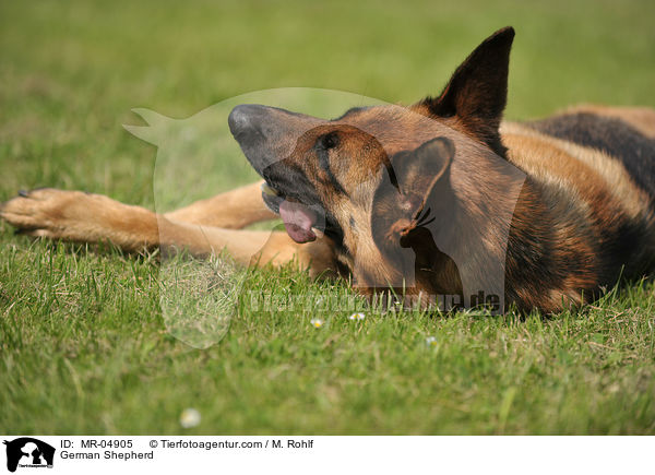 German Shepherd / MR-04905