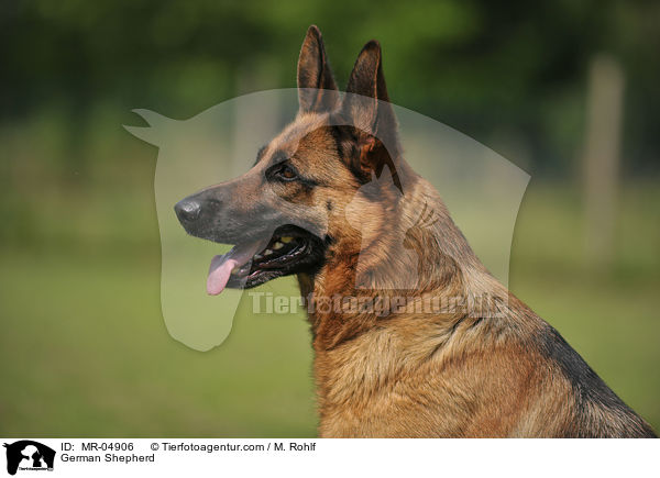 German Shepherd / MR-04906