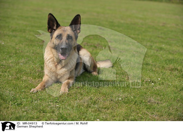 German Shepherd / MR-04913