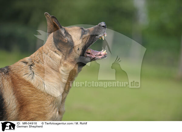 German Shepherd / MR-04916