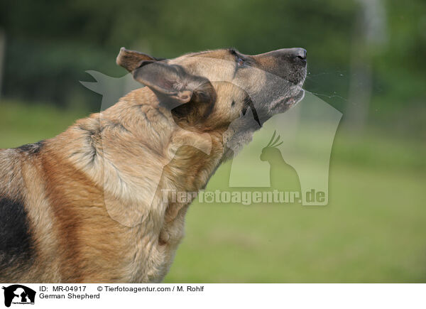 German Shepherd / MR-04917
