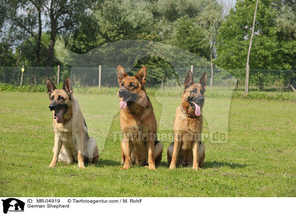 German Shepherd / MR-04919
