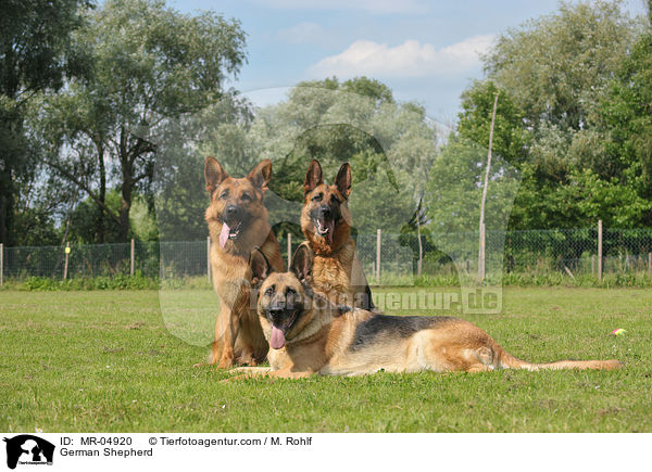German Shepherd / MR-04920