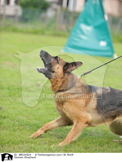 German Shepherd / MR-04924