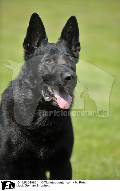 black German Shepherd / MR-04982