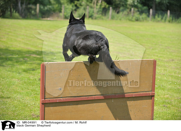 schwarzer Deutscher Schferhund / black German Shepherd / MR-04991