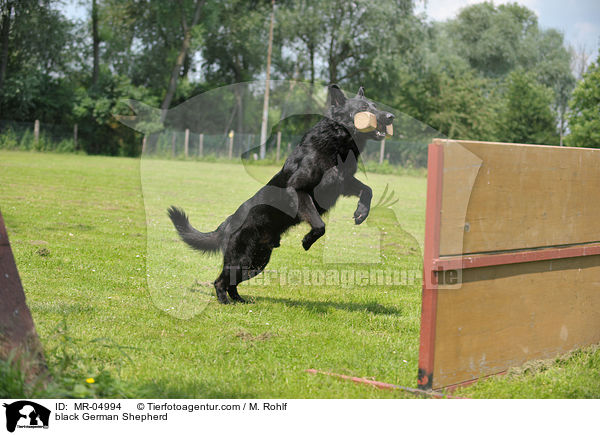 black German Shepherd / MR-04994