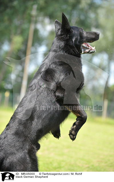 black German Shepherd / MR-05000