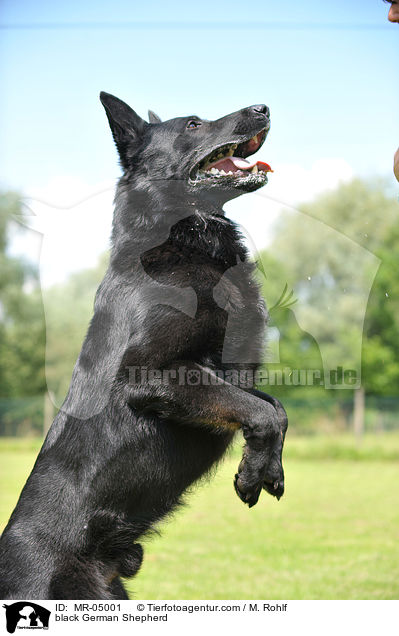 black German Shepherd / MR-05001