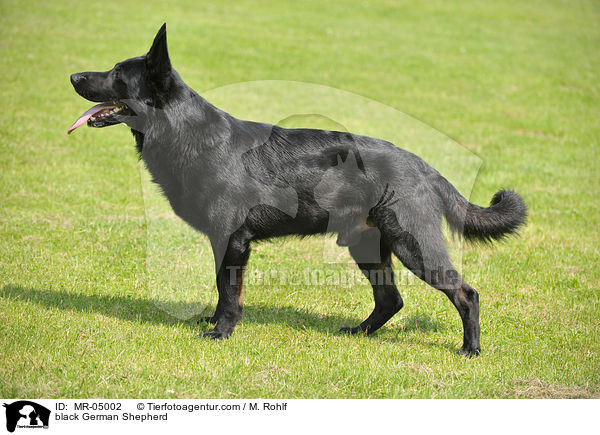 black German Shepherd / MR-05002