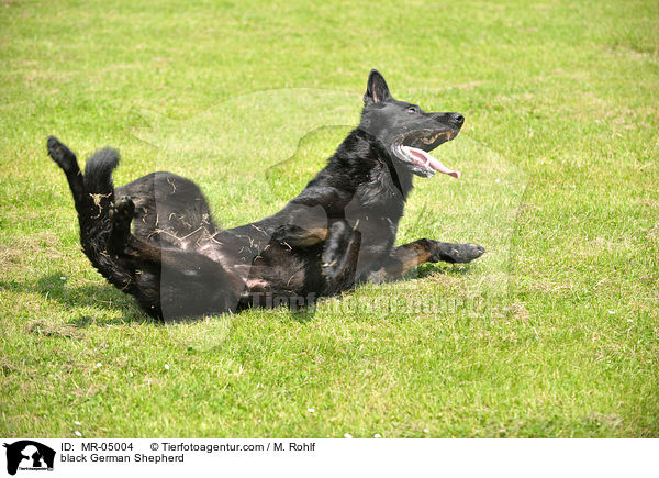 black German Shepherd / MR-05004
