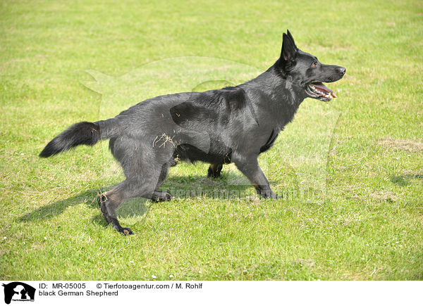 black German Shepherd / MR-05005