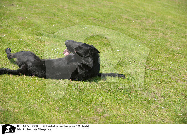 black German Shepherd / MR-05009