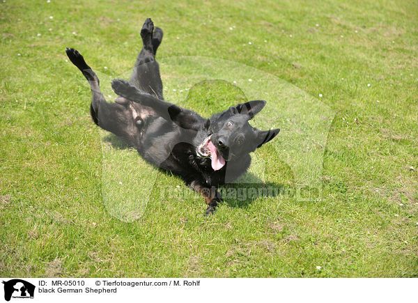 black German Shepherd / MR-05010