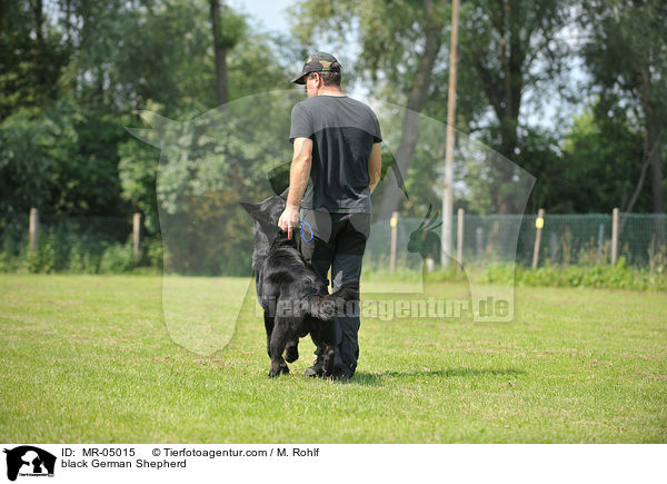 black German Shepherd / MR-05015