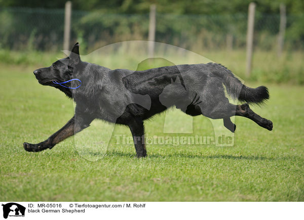 black German Shepherd / MR-05016
