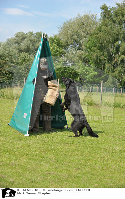 black German Shepherd / MR-05018