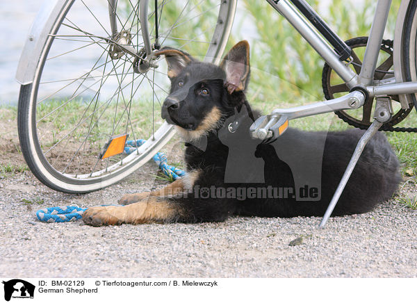 Deutscher Schferhund / German Shepherd / BM-02129