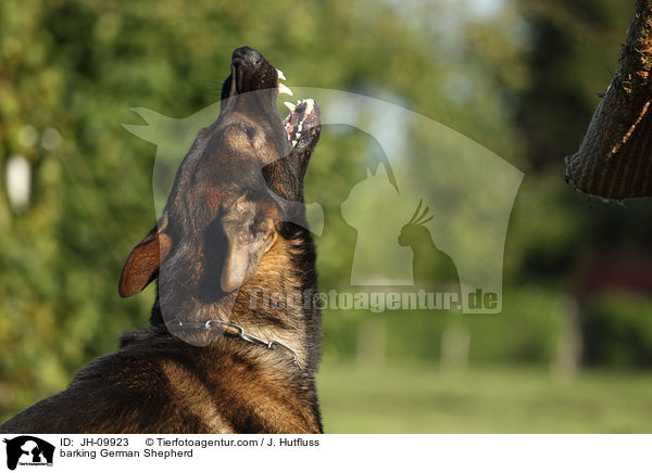barking German Shepherd / JH-09923