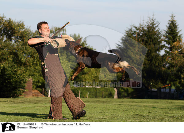 Deutscher Schferhund beim Schutzhundsport / German Shepherd / JH-09924