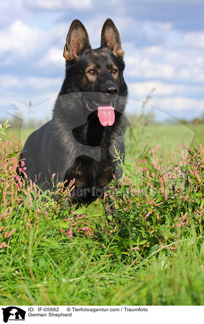 German Shepherd / IF-05882