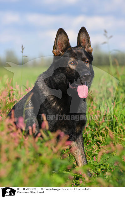 German Shepherd / IF-05883