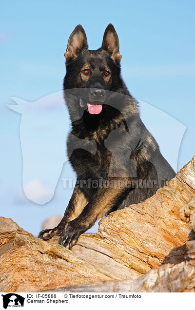 German Shepherd / IF-05888