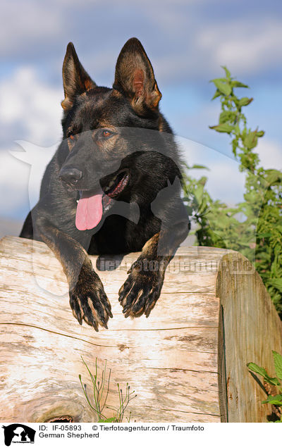 German Shepherd / IF-05893